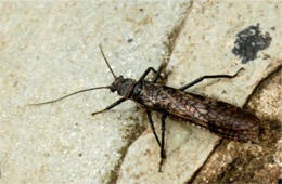 Paragnetina immarginata - Beautiful Stonefly