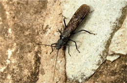 Paragnetina immarginata - Beautiful Stonefly