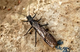 Paragnetina immarginata - Beautiful Stonefly