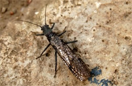 Paragnetina immarginata - Beautiful Stonefly