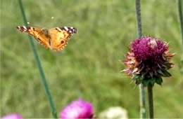 butterfly in flight