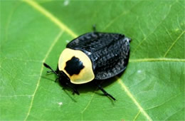 Necrophila americana - American Carrion Beetle