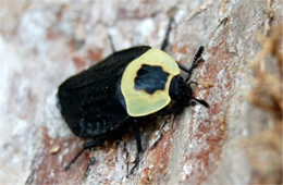 Necrophila americana - American Carrion Beetle