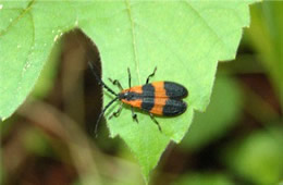 Calopteron discrepans - Net-winged Beetle