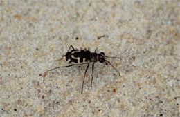 Cicindela hirticollis - Beach Tiger Beetle