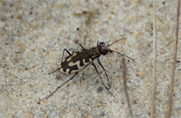 Cicindela hirticollis - Beach Tiger Beetle