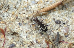 Cicindela hirticollis - Beach Tiger Beetle