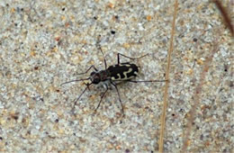 Cicindela hirticollis - Beach Tiger Beetle