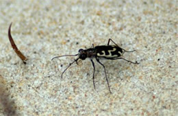 Cicindela hirticollis - Beach Tiger Beetle