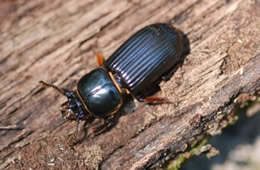 Odontotaenius disjunctus - Horned Passalus