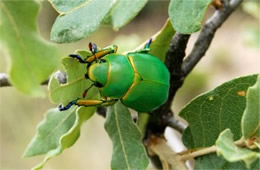 Chrysina woodi - Wood's Jewel Scarab Beetle