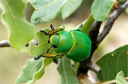 Chrysina woodi - Wood's Jewel Scarab Beetle