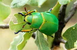 Chrysina woodi - Wood's Jewel Scarab Beetle