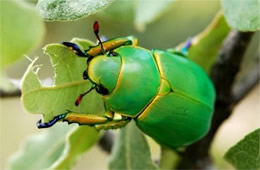 Chrysina woodi - Wood's Jewel Scarab Beetle