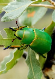 Chrysina woodi - Wood's Jewel Scarab Beetle