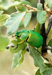 Chrysina woodi - Wood's Jewel Scarab Beetle