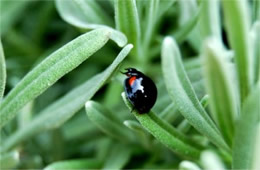 Axion tripustulata - Black Ladybird Beetle