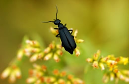 blister beetle