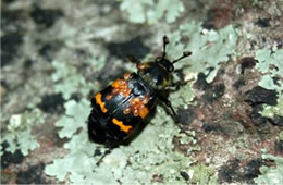 Nicrophorus tomentosus - Burying (Sexton) Beetle with Mites