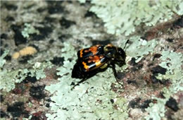 Nicrophorus tomentosus - Burying (Sexton) Beetle with Mites