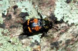 Nicrophorus tomentosus - Burying (Sexton) Beetle with Mites