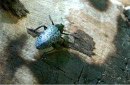 Gibbifer californicus - Pleasing Fungus Beetle