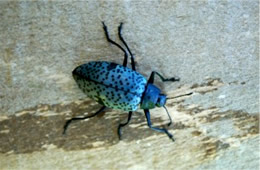 Gibbifer californicus - Pleasing Fungus Beetle