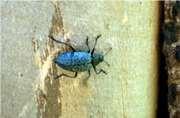 Gibbifer californicus - Pleasing Fungus Beetle