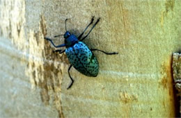 Gibbifer californicus - Pleasing Fungus Beetle