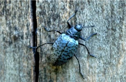 Gibbifer californicus - Pleasing Fungus Beetle