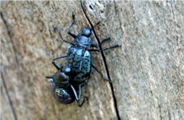 Gibbifer californicus - Pleasing Fungus Beetle