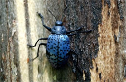 Gibbifer californicus - Pleasing Fungus Beetle