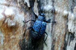 Gibbifer californicus - Pleasing Fungus Beetle