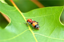 checkered beetle