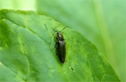 Elateridae - Click Beetle