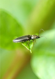 click beetle