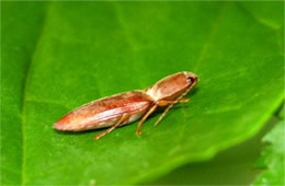 Elateridae - Click Beetle