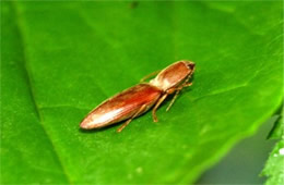 Elateridae - Click Beetle