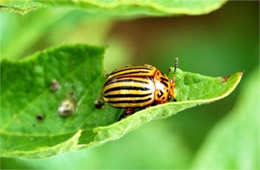 Leptinotarsa decemlineata - Colorado Potato Beetle