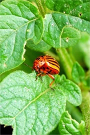 Leptinotarsa decemlineata - Colorado Potato Beetle