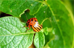 Leptinotarsa decemlineata - Colorado Potato Beetle