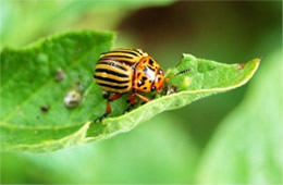 Leptinotarsa decemlineata - Colorado Potato Beetle