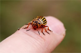 Leptinotarsa decemlineata - Colorado Potato Beetle