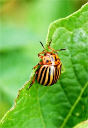 Leptinotarsa decemlineata - Colorado Potato Beetle