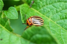 Leptinotarsa decemlineata - Colorado Potato Beetle