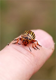 Leptinotarsa decemlineata - Colorado Potato Beetle