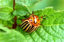 Leptinotarsa decemlineata - Colorado Potato Beetle