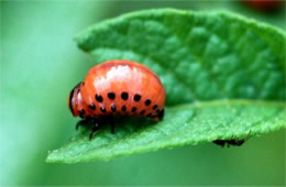 Leptinotarsa decemlineata - Colorado Potato Beetle Larva