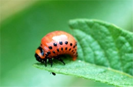 Leptinotarsa decemlineata - Colorado Potato Beetle Larva