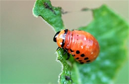 Leptinotarsa decemlineata - Colorado Potato Beetle Larva 